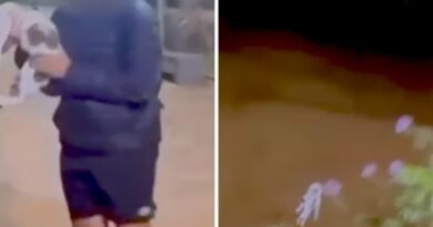 IDENTIFICADOS: polícia chega aos quatro adolescentes que arremessaram gata em rio por “desafio” e caso revolta o Vale do Paraíba