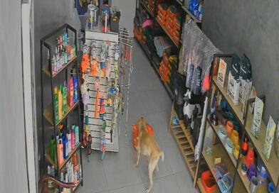 “ASSALTO CANINO!”: Cadela ‘Caramela’ invade loja e foge com saco de ração em Barra Mansa