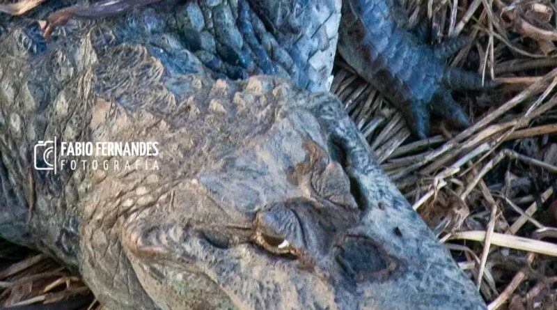 Fotógrafo registra jacaré-do-pantanal no Rio Paraíba e destaca a importância da observação e respeito à natureza