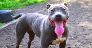 PITBULL SALVA MULHER DE ATAQUE BRUTAL E AGRESSOR É CONDENADO A MAIS DE 12 ANOS POR TENTATIVA DE FEMINICÍDIO