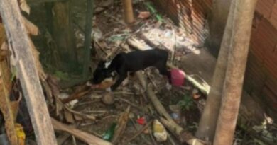 CENAS DE TERROR EM BARRA MANSA: JOVEM É PRESO APÓS POLÍCIA RESGATAR 15 ANIMAIS EM SITUAÇÃO CHOCANTE DE MAUS-TRATOS E ENCONTRAR CENÁRIO DE EXTREMA CRUELDADE DENTRO DE RESIDÊNCIA