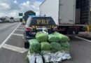 CAMINHONEIRO É PRESO COM MAIS DE 100 KG DE “MACONHA CAMARÃO” ESCONDIDA EM CARGA DE PAPEL NA VIA DUTRA