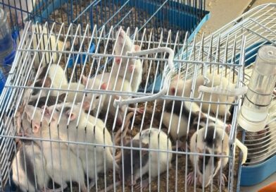 DENÚNCIAS DE MAUS-TRATOS LEVAM À APREENSÃO DE 26 ANIMAIS EM AGROPECUÁRIA NO CENTRO DE VOLTA REDONDA