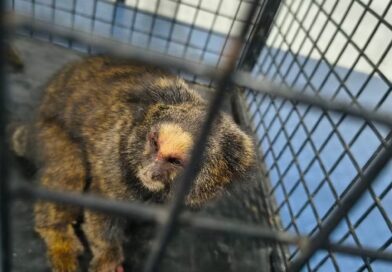 SAGUI É ENCONTRADO PRESO EM AR-CONDICIONADO DE EMPRESA ÀS MARGENS DA DUTRA E MOBILIZA RESGATE EM ITATIAIA