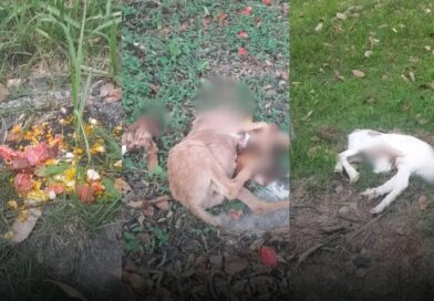 RESTOS DE ANIMAIS DECAPITADOS SÃO ENCONTRADOS EM ÁREA PÚBLICA E ASSUSTAM MORADORES EM CARAGUATATUBA