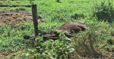 CASEIRO É ACUSADO DE DEIXAR ANIMAIS MORREREM EM FAZENDA E CASO VIRA INVESTIGAÇÃO EM CACHOEIRA PAULISTA