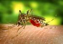 DENGUE FAZ PRIMEIRA VÍTIMA EM TAUBATÉ E CIDADE ENTRA EM ALERTA COM QUASE 800 CASOS CONFIRMADOS