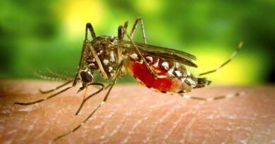 DENGUE FAZ PRIMEIRA VÍTIMA EM TAUBATÉ E CIDADE ENTRA EM ALERTA COM QUASE 800 CASOS CONFIRMADOS