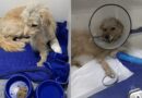 CACHORRINHO FERIDO É RESGATADO NO CIDADE NOVA E DEFESA ANIMAL APURA SUSPEITA DE MAUS TRATOS EM PINDAMONHANGABA