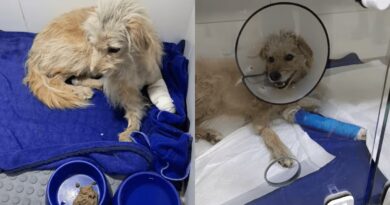 CACHORRINHO FERIDO É RESGATADO NO CIDADE NOVA E DEFESA ANIMAL APURA SUSPEITA DE MAUS TRATOS EM PINDAMONHANGABA