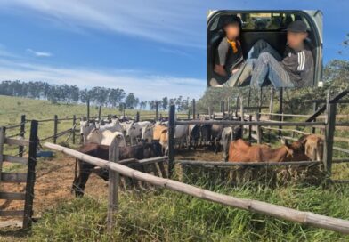 DOIS HOMENS SÃO PRESOS POR FURTO DE GADO AVALIADO EM R$ 250 MIL EM SÃO JOSÉ DOS CAMPOS