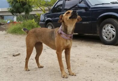 PESO NO BOLSO CONTRA A CRUELDADE: GOVERNO DE SP ELEVA MULTAS E PUNIÇÃO POR MAUS TRATOS PODE CHEGAR A R$ 50 MIL POR ANIMAL