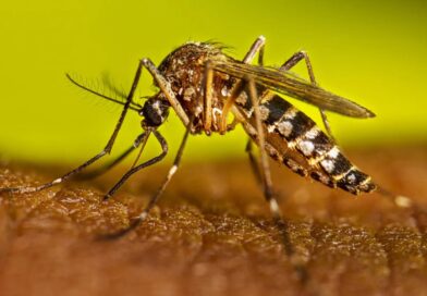 DENGUE, UTI E REVOLTA: MORTE DE IDOSA NA SANTA CASA DE SÃO JOSÉ É QUESTIONADA PELA FAMÍLIA