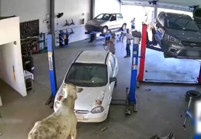 BOI ESCAPA DE CARRETA TOMBADA NA BR 459 E INVADE OFICINA MECÂNICA DURANTE TENTATIVA DE CAPTURA EM MINAS