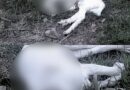 POLÍCIA IDENTIFICA DOIS HOMENS APÓS CABRA DECAPITADA E ANIMAIS MORTOS CAUSAREM REVOLTA EM CARAGUATATUBA