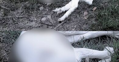 POLÍCIA IDENTIFICA DOIS HOMENS APÓS CABRA DECAPITADA E ANIMAIS MORTOS CAUSAREM REVOLTA EM CARAGUATATUBA