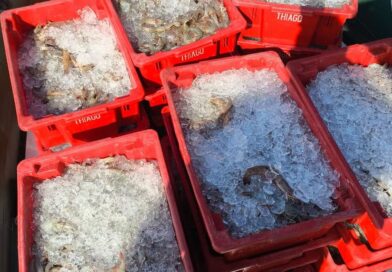 PESCA PROIBIDA EM ÁREA DE PRESERVAÇÃO: DUPLA É PRESA COM 250 KG DE CAMARÕES E PESCADOS EM PARATY
