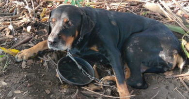 TOLERÂNCIA ZERO CONTRA MAUS-TRATOS: HOMEM É AUTUADO EM R$ 90 MIL APÓS POLÍCIA ENCONTRAR ANIMAIS SEM ÁGUA, SEM COMIDA E CACHORRO FERIDO EM GUARATINGUETÁ