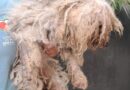 CÃES SÃO RESGATADOS EM MEIO A SUJEIRA E FALTA DE ÁGUA EM VOLTA REDONDA; CASO MOBILIZA DEFESA ANIMAL