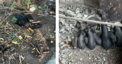 POLÍCIA ENCONTRA PORCOS SEM COMIDA E CACHORRO FERIDO EM GUARA E APLICA MULTA DE R$ 90 MIL