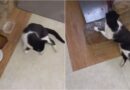 CRUELDADE CONTRA FRAJOLA: GATO É BALEADO, FICA PARAPLÉGICO E CASO REVOLTA TUTORES EM LAMBARI