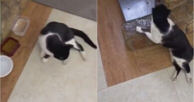 CRUELDADE CONTRA FRAJOLA: GATO É BALEADO, FICA PARAPLÉGICO E CASO REVOLTA TUTORES EM LAMBARI