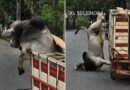 BOI PULA DE CAMINHÃO EM MOVIMENTO, CORRE PELAS RUAS DE SOLEDADE DE MINAS E ACABA ABATIDO PELA PM