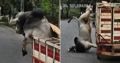BOI PULA DE CAMINHÃO EM MOVIMENTO, CORRE PELAS RUAS DE SOLEDADE DE MINAS E ACABA ABATIDO PELA PM