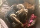 CÃES ACORRENTADOS E EM EXTREMA MAGREZA: MULHER É PRESA POR MAUS-TRATOS EM RESENDE