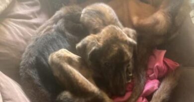 CÃES ACORRENTADOS E EM EXTREMA MAGREZA: MULHER É PRESA POR MAUS-TRATOS EM RESENDE