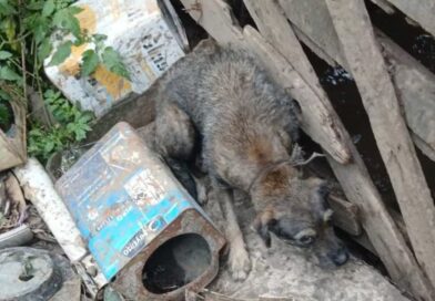 CORRENTES, SOL E FOME: NOVE ANIMAIS SÃO RESGATADOS EM SITUAÇÃO DE MAUS-TRATOS EM VOLTA REDONDA