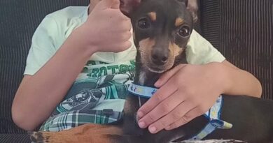 “MEU FILHO NÃO PARA DE CHORAR”: PINSCHER É MORTO POR PITBULL EM PRAÇA E FAMÍLIA VIVE DRAMA EM SÃO JOSÉ