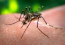DENGUE FAZ 14 VÍTIMAS NO VALE, TAUBATÉ CONFIRMA 9ª MORTE E CRUZEIRO SEGUE COM CENÁRIO CONTROLADO