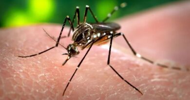 DENGUE FAZ 14 VÍTIMAS NO VALE, TAUBATÉ CONFIRMA 9ª MORTE E CRUZEIRO SEGUE COM CENÁRIO CONTROLADO