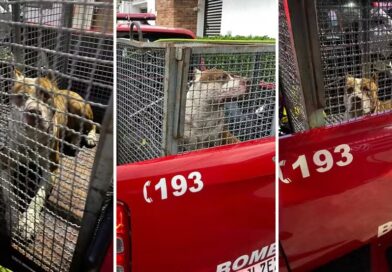 PITBULL SOLTO, VIRA-LATA FERIDO E MORADORES EM ALERTA: ATAQUE NO SUMARÉ MOBILIZA BOMBEIROS EM CARAGUATATUBA