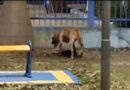 ATAQUE EM PRAÇA PÚBLICA: CÃO DE GRANDE PORTE MATA CACHORRO PEQUENO E ASSUSTA FAMÍLIAS EM SÃO JOSÉ