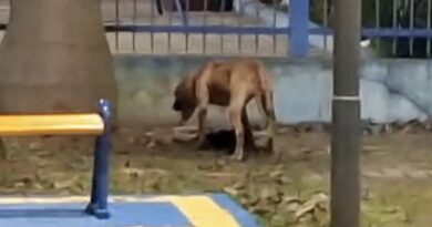 ATAQUE EM PRAÇA PÚBLICA: CÃO DE GRANDE PORTE MATA CACHORRO PEQUENO E ASSUSTA FAMÍLIAS EM SÃO JOSÉ