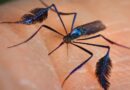 ALERTA NO VALE: REGIÃO CONCENTRA 5 DAS 6 MORTES POR FEBRE AMARELA EM SÃO PAULO