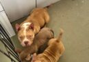 CANIL CLANDESTINO É FECHADO EM VOLTA REDONDA COM 16 CÃES AMERICAN BULLY E INDÍCIOS DE MAUS TRATOS