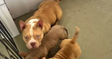 CANIL CLANDESTINO É FECHADO EM VOLTA REDONDA COM 16 CÃES AMERICAN BULLY E INDÍCIOS DE MAUS TRATOS