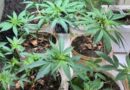 TIA ACIONA A POLÍCIA E HOMEM É LEVADO À DELEGACIA COM 10 PÉS DE MACONHA EM CASA EM BARRA MANSA