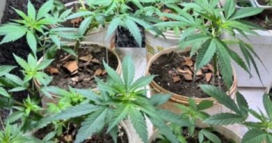 TIA ACIONA A POLÍCIA E HOMEM É LEVADO À DELEGACIA COM 10 PÉS DE MACONHA EM CASA EM BARRA MANSA