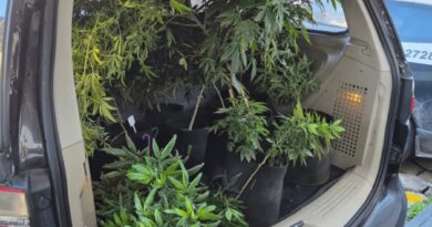 OPERAÇÃO MANUSCRITO MIRA O TRÁFICO NO LITORAL NORTE E TERMINA COM QUATRO PRESOS, ARMA E ESTUFA DE MACONHA