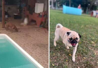 PUG ESCOBAR MORRE APÓS SER ARRASTADO POR PIT BULLS DURANTE PASSEIO EM SÃO JOSÉ DOS CAMPOS