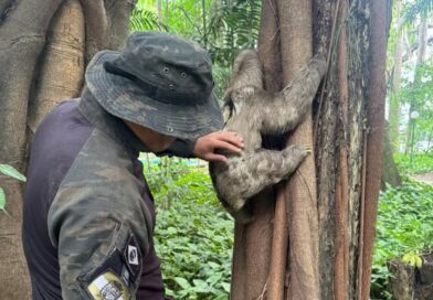 DE VOLTA AO JARDIM DAS PREGUIÇAS: BICHO-PREGUIÇA RETORNA AO PARQUE CENTENÁRIO APÓS TRATAMENTO VETERINÁRIO