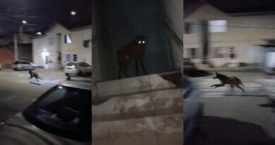 VISITA INESPERADA: LOBO-GUARÁ SURGE EM CONDOMÍNIO E MOBILIZA GRANDE OPERAÇÃO EM TAUBATÉ