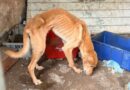 À BEIRA DA MORTE: QUATRO CÃES SÃO RESGATADOS SEM ÁGUA E COM MAGREZA EXTREMA EM SÃO SEBASTIÃO
