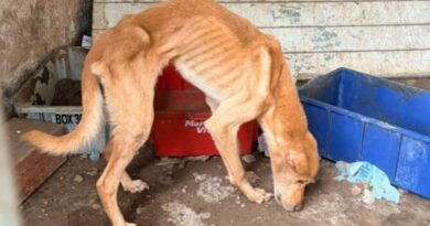 À BEIRA DA MORTE: QUATRO CÃES SÃO RESGATADOS SEM ÁGUA E COM MAGREZA EXTREMA EM SÃO SEBASTIÃO