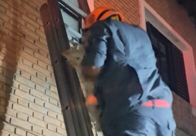 FINAL FELIZ NAS ALTURAS: GATA DESAPARECIDA HÁ TRÊS DIAS É RESGATADA EM TELHADO DE SETE METROS EM CARAGUATATUBA