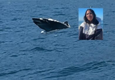 TURISTA FOI VER BALEIAS E FILMOU TUBARÃO AMEAÇADO SALTANDO EM ILHABELA